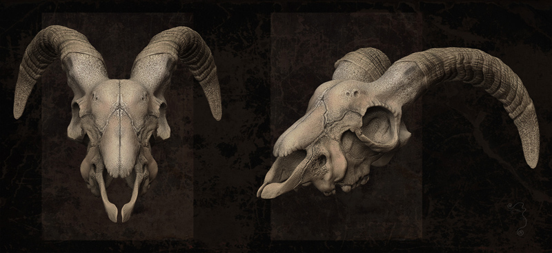 Goat skull