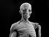 ecorche